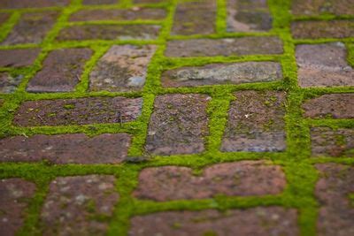 grow moss   pavers  flagstone