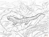 Salamander Tiger Coloring Eastern Pages Printable Color Getcolorings Amphibian Categories sketch template