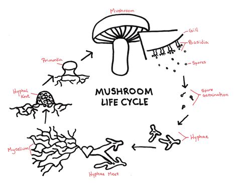 mushroom life cycle yellow elanor