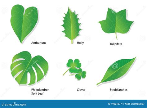 types names   types  leaves