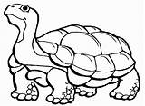 Tortoise Bestcoloringpagesforkids Turtles sketch template