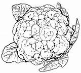 Cauliflower Drawing Getdrawings sketch template