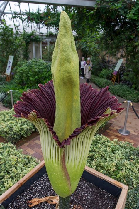 thousands    rare corpse flower bloom  chicago business