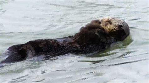 Sea Otter Shooting In Moss Landing Investigated By Feds