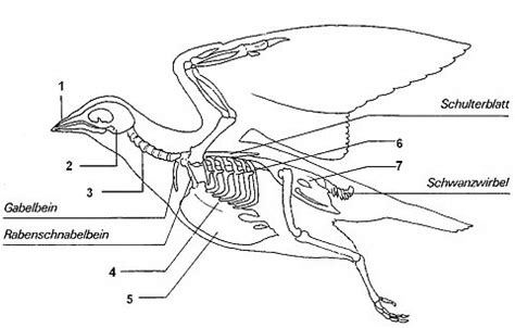 arbeitsblatt  vogel und saeugerskelett im vergleich