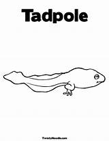 Tadpole sketch template