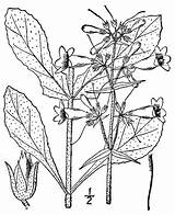 Pnd Lvd Namethatplant Usda Nrcs Britton 1913 Database Plants Brown sketch template