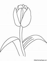 Tulip Coloring Bulb Pages Kids sketch template