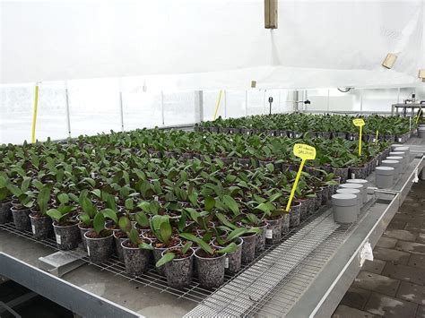 eindrapport phalaenopsis forse besparing op  en elektra mogelijk zonder kwaliteitsverlies