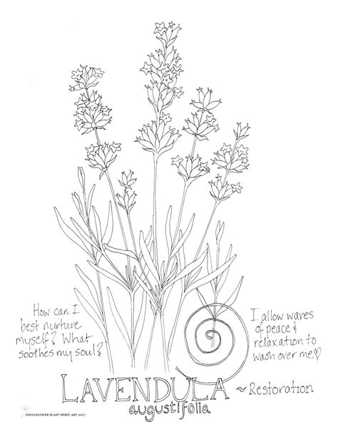 lavender flower coloring page  svg file  diy machine