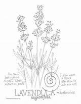 Lavender sketch template