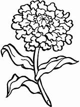 Marigold Carnation Coloring Flower Pages Drawing Flowers Printable Color Buttercup Clipart Kids Colouring Print Getdrawings Clip Step Popular Sheets Clipartmag sketch template