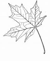 Maple Leaf Coloring Sugar Pages Drawing Template Japanese Printable Online Leafs Toronto Popular Gif sketch template