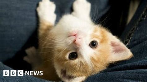 live streaming cats 24 7 the story of kitten academy bbc news
