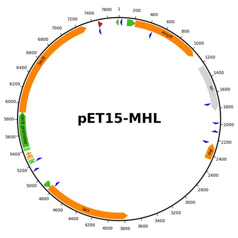 plasmid map   pet vector biotite  documentation