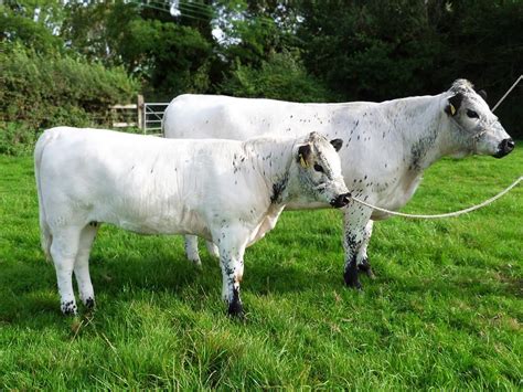 british white animals breeding cattle breeds british white cattle
