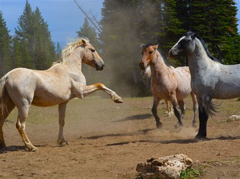wild horses endangered  invasive    agri pulse agri
