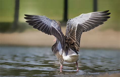 fluegel foto bild tiere wildlife wild lebende voegel bilder auf