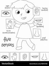 Senses Coloring Five Boy Vector Royalty sketch template