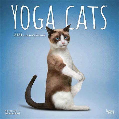 yoga cats calendar 2020 at calendar club
