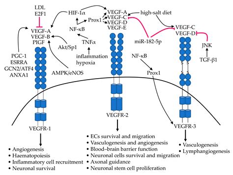 ijms  full text  role   vegf family  atherosclerosis