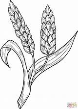 Wheat Coloring Pages Printable Supercoloring Categories Fall Crafts sketch template