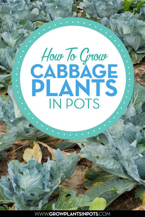 grow cabbage plants  pots  space   garden