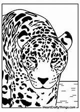 Leopards Typical Iheartcraftythings sketch template