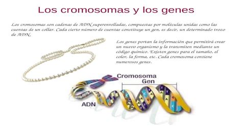 Los Cromosomas Y Los Genes Los Cromosomas Son Cadenas De Adn