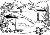 Coloring Ecosystem Frogs Stork Storks Bociany Druku Lago Hunting Kolorowanka Ptaki Kolorowanki sketch template