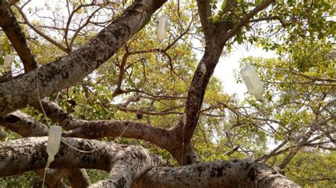 banyan insecticide drip to save 700 year old indian tree bbc news