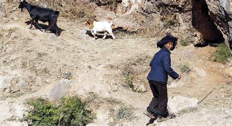 chinese woman killing  goat    goats   trees cbs news
