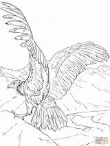 Condor Colorare Disegni Andes Andean sketch template