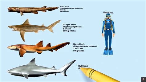 top  sharks compared  size youtube