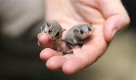 feathertail gliders   worlds smallest gliding mammal awwducational