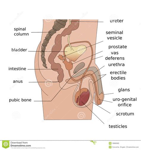 male reproductive system side stock illustration