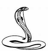 Cobra Snake Drawing King Coloring Pages Drawings Head Easy Kids Clipartmag Paintingvalley Color Designlooter Kidsplaycolor Choose Board 74kb 643px sketch template