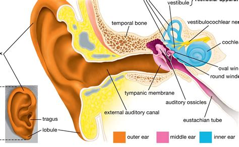 las partes del oido en ingles  su funcion todo lo  debes saber