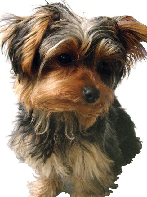 dog breed behaviors traits  yorkshire terrier