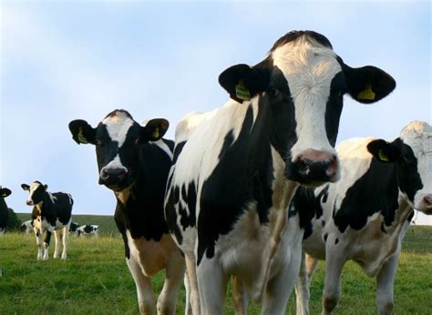 livestock industry destroying  planet travel smithsonian