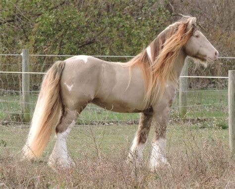 akhal teke andalusian appaloosa arabian cleveland bay clydesdale criollo dutch harness