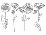 Ringelblume Calendula Marigold Officinalis Bud Outline Bunch Grafiken Plant Vektoren sketch template