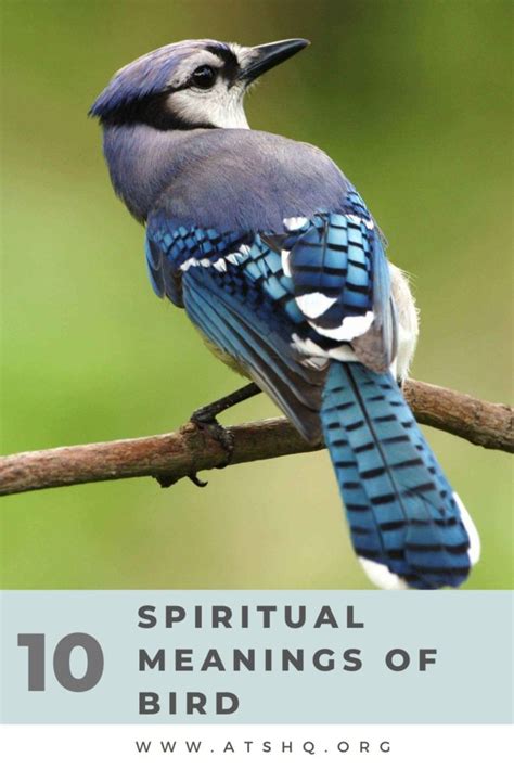bird symbolism  spiritual meanings  bird
