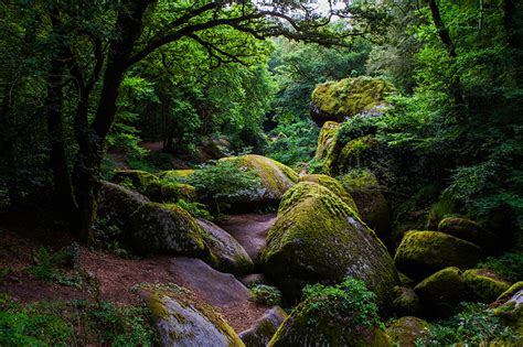 image france huelgoat forest nature forest moss stone trees