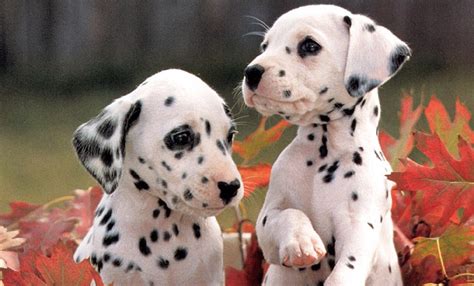 dalmatian cute puppies  cute puppy images pictures