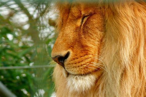 images lion zoo predator cat