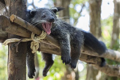 binturong koshachiy medved kartinki  nadpisyami telegraph