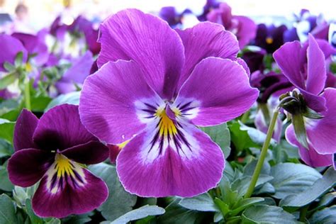 gambar bunga warna purpleunguviolet gambar top