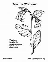 Coloring Virginia Bluebells Pages Mary Virgin West Getcolorings Outline Getdrawings Exploringnature sketch template
