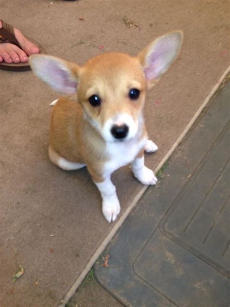 corgi mixes   absolutely pawsome